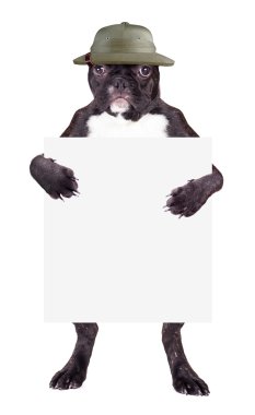Bulldog şapkalı 