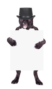 Fransız bulldog köpek yavrusu siyah silindir 