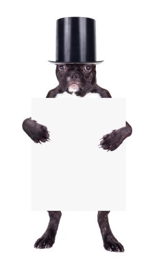 Fransız bulldog yavru silindir 