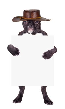 Fransız bulldog köpek yavrusu deri şapka içinde 