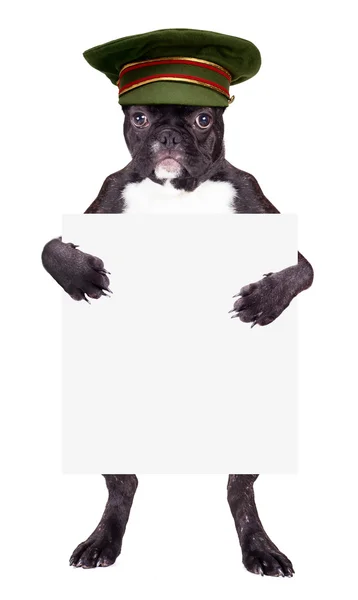 Französische Bulldogge mit grüner Mütze — Stockfoto