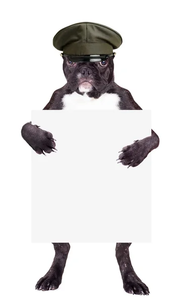 Fransk Bulldog i khaki hatt — Stockfoto