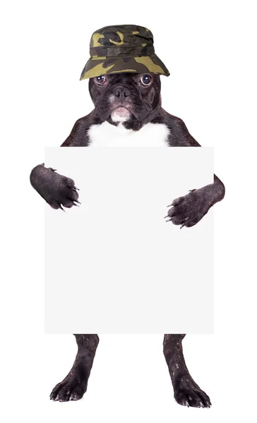 Fransk bulldog Panama hatt — Stockfoto