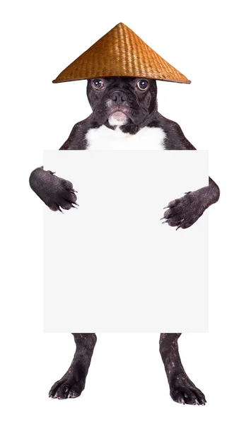 Französische Bulldogge mit Hut — Stockfoto