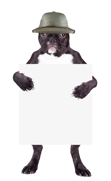 Bulldog francese in cappello — Foto Stock