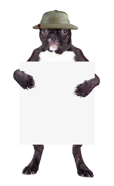Bulldog de chapéu — Fotografia de Stock