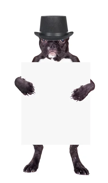 Cachorrinho bulldog francês em um cilindro preto — Fotografia de Stock