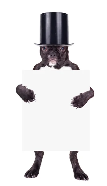 Bulldog francés cachorro en cilindro — Foto de Stock