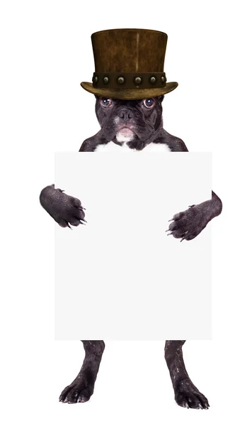 Bulldog francés en sombrero de copa — Foto de Stock