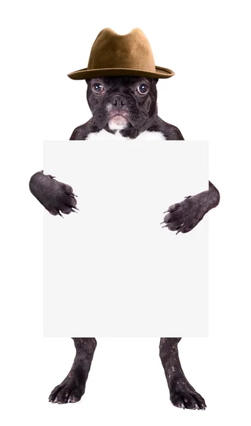 Bulldog francés con sombrero — Foto de Stock