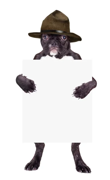 Francouzský buldoček v hnědý klobouk — Stock fotografie