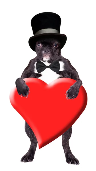 Francia bulldog, fekete kalapban — Stock Fotó