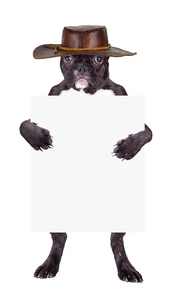 Franse bulldog puppy in een lederen hoed — Stockfoto