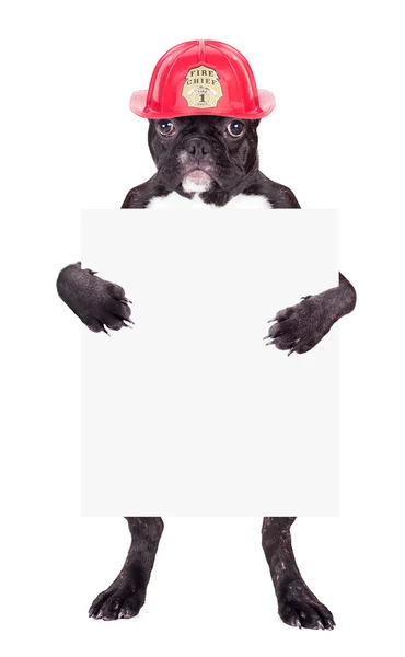 Bulldog francés en un casco —  Fotos de Stock