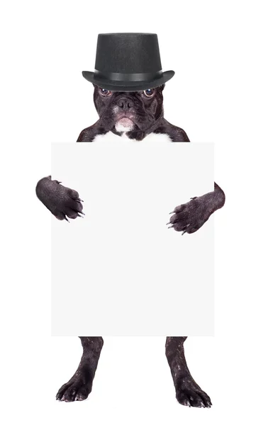 Bulldog francés cachorro en cilindro — Foto de Stock