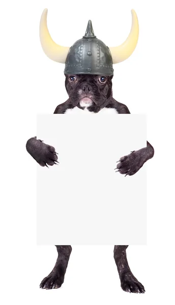 Französische Bulldogge im Wikingerhelm — Stockfoto