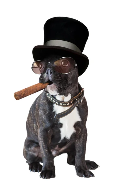 Hond Franse bulldog zitten met een sigaar — Stockfoto