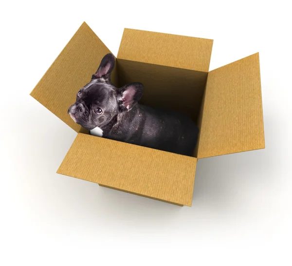 Cucciolo bulldog francese in una scatola — Foto Stock
