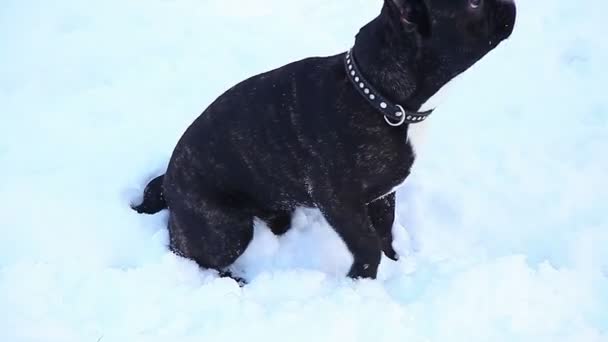 Francês Bulldog sitting — Vídeo de Stock