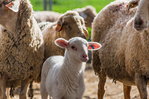 lamb with the flock 