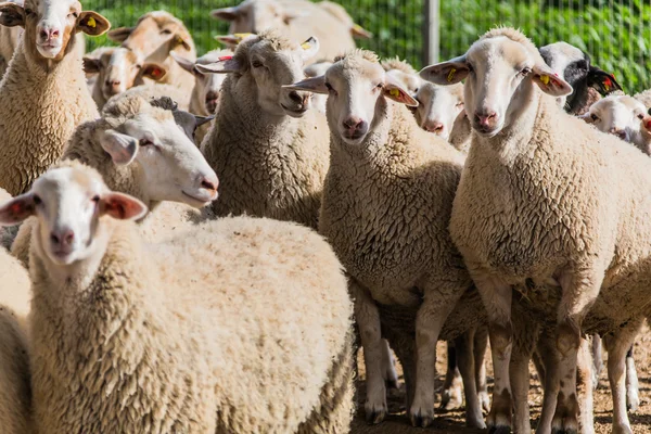 Стадо овец на пастбище — стоковое фото