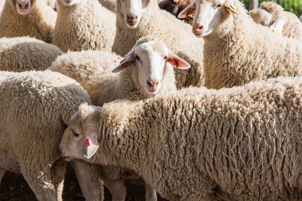 Стадо белых овец — стоковое фото