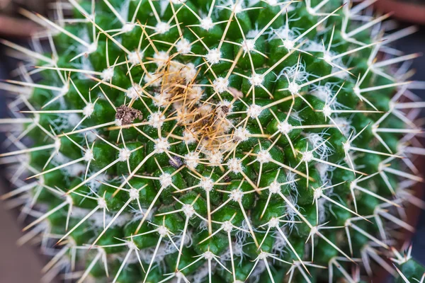 Prickles zbliżenie kaktus — Zdjęcie stockowe