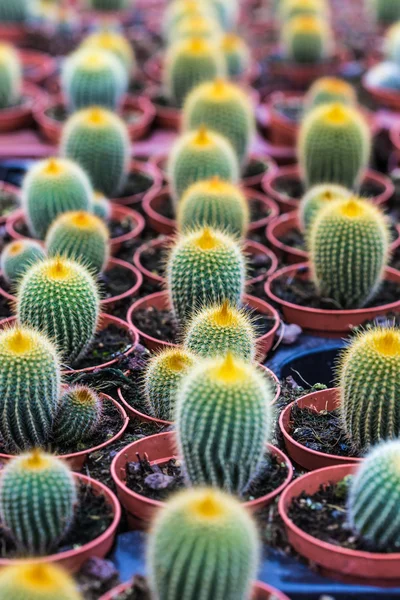 Kaktuszok növekvő cserépben — Stock Fotó