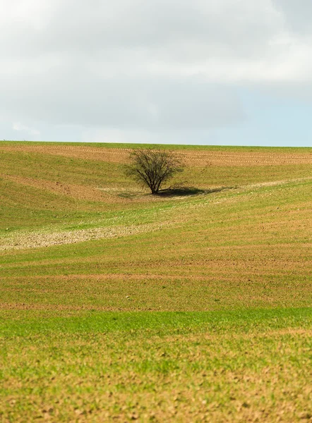 Un árbol creciendo en un campo — Foto de Stock
