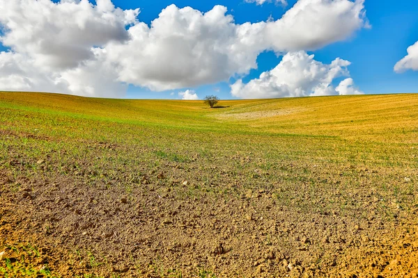 Arbre dans le champ — Photo