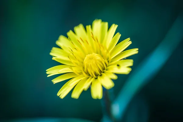 Gele bloeiende bloem close-up — Stockfoto