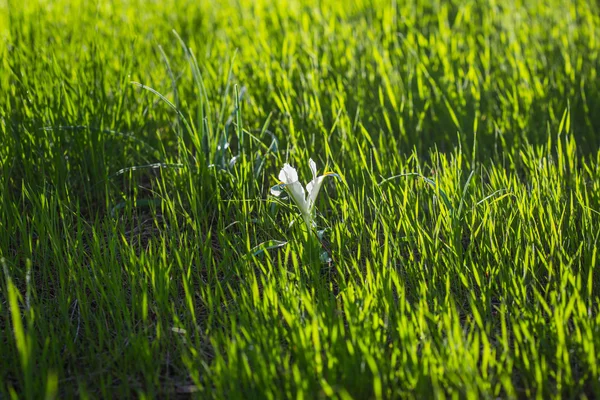 白い花を開花 — ストック写真