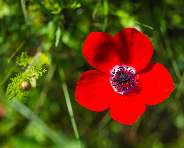 Blossoming red flower close-up — Stock Photo, Image