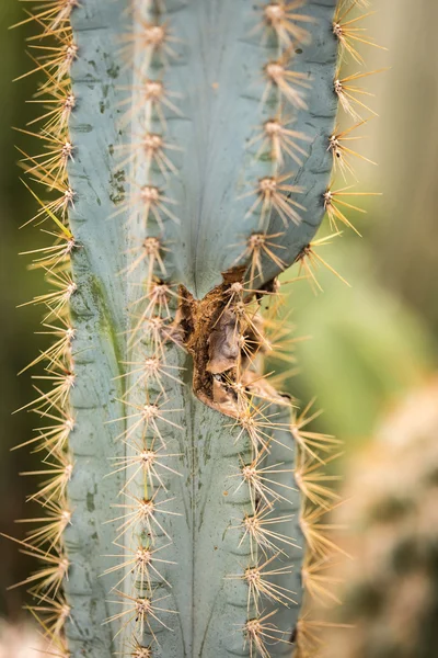 Growing of thorns a cactus closeup — Stock Photo, Image