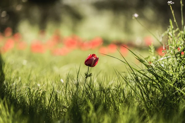 Fiore di papavero rosso — Foto Stock