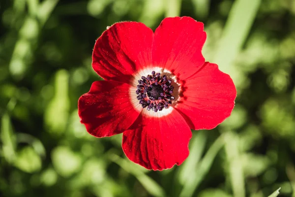 Open flower red poppies — Stock Photo, Image