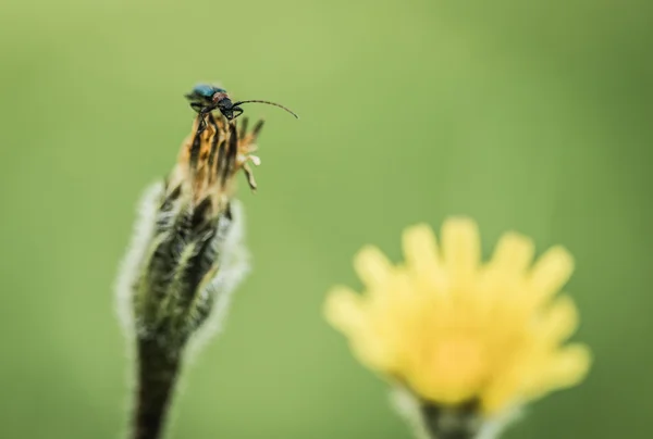 Insect kever op bloeiwijze bloem — Stockfoto