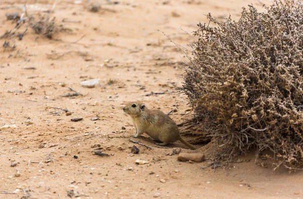 Szczur na pustyni — Zdjęcie stockowe