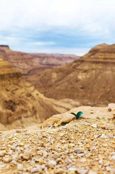 Contra o pano de fundo da planta do deserto crescente — Fotografia de Stock