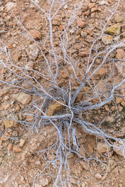 Withered plant — Stock Photo, Image