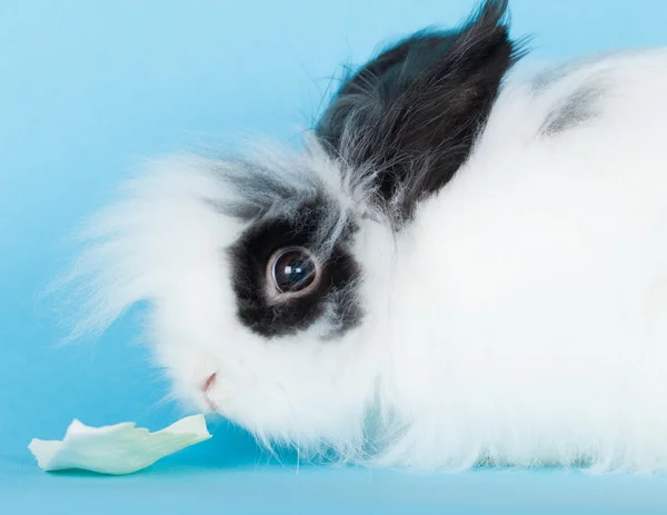 Porträt des langhaarigen Kaninchens dekorative Nahaufnahme — Stockfoto