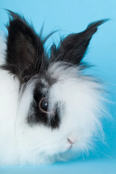 Porträt des langhaarigen Kaninchens dekorativ — Stockfoto