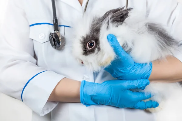 Arzt mit Kaninchen — Stockfoto