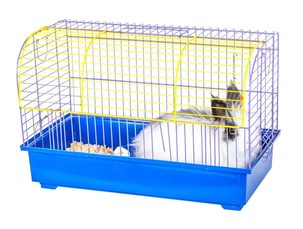 Decorative rabbit in a cage — Stock Photo, Image