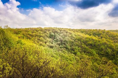 Yaprak döken orman manzara