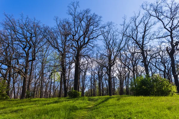 Bosque de carvalho paisagem — Fotografia de Stock