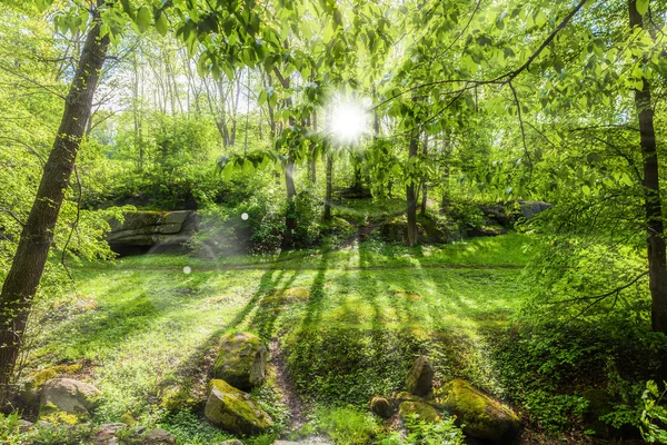 Paisaje de bosque de primavera verde —  Fotos de Stock