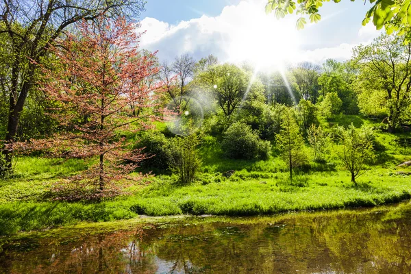 Der See des Waldes — Stockfoto