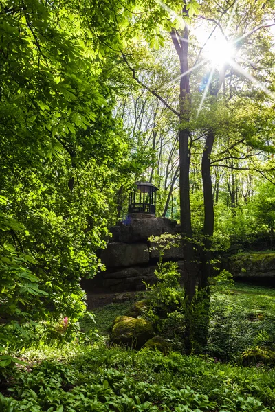 Landscape of green forest — Stock Photo, Image