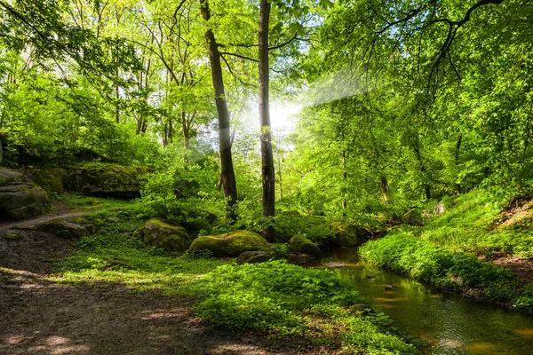 Krajobraz las i rzeka — Zdjęcie stockowe